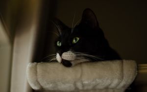 Preview wallpaper cat, eyes, fluffy, pet, head