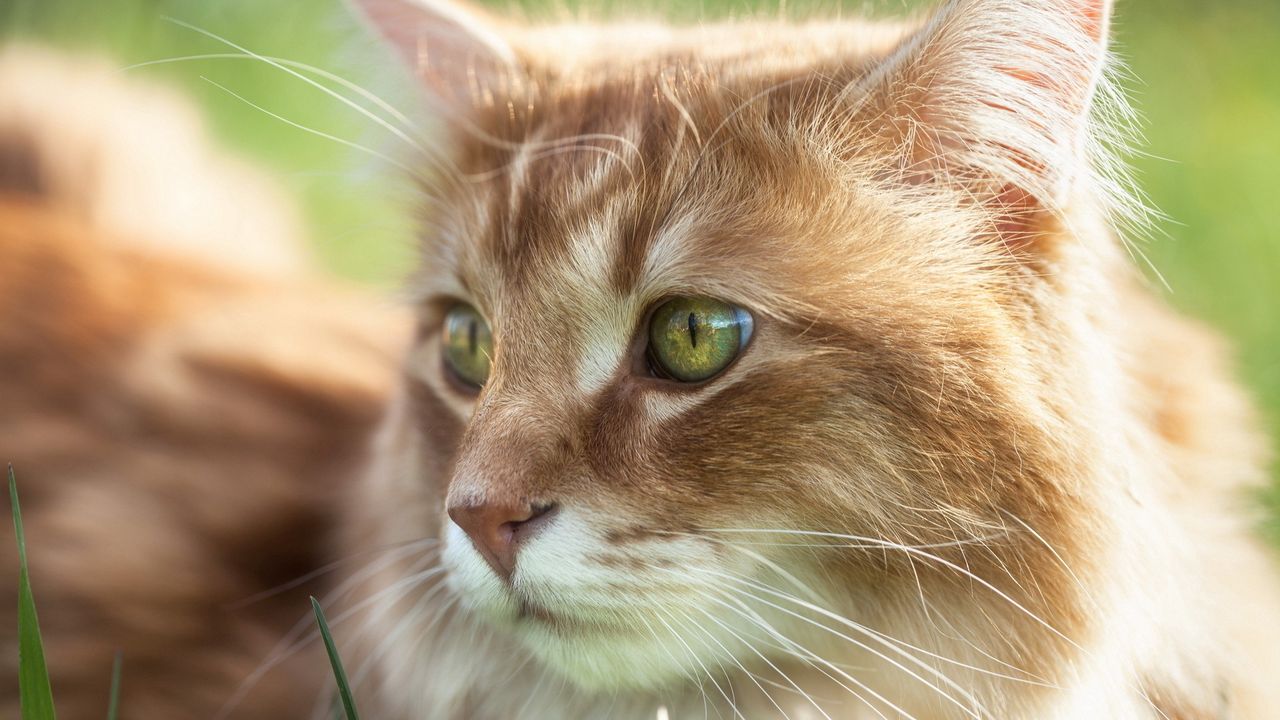 Wallpaper cat, eyes, fur, furry