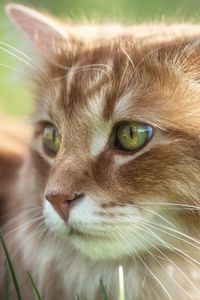 Preview wallpaper cat, eyes, fur, furry