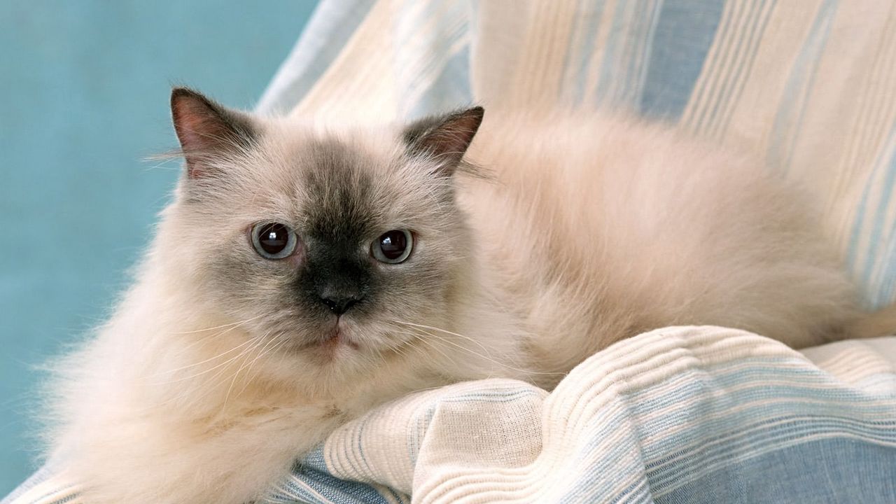 Wallpaper cat, eyes, furry, purebred