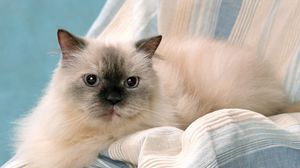 Preview wallpaper cat, eyes, furry, purebred