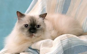 Preview wallpaper cat, eyes, furry, purebred