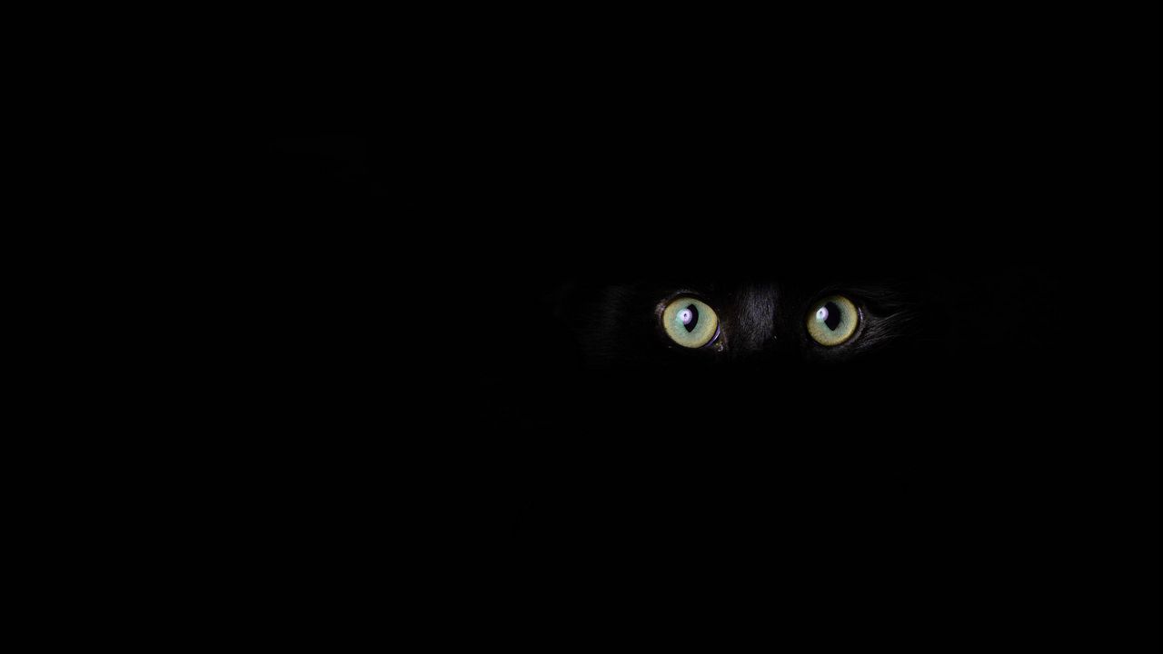 Wallpaper cat, eyes, glance, black, darkness