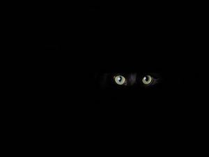 Preview wallpaper cat, eyes, glance, black, darkness