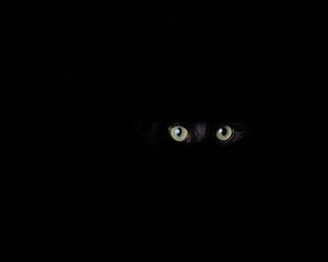 Preview wallpaper cat, eyes, glance, black, darkness