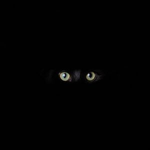 Preview wallpaper cat, eyes, glance, black, darkness