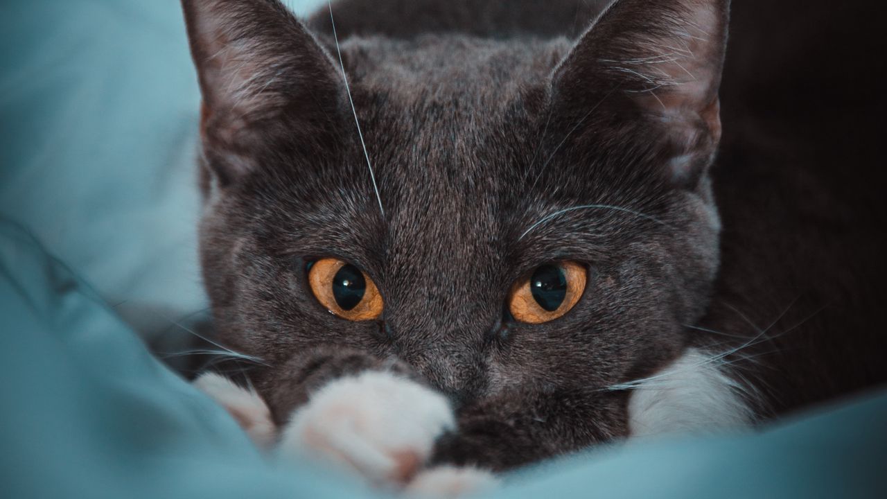 Wallpaper cat, eyes, gray, watch