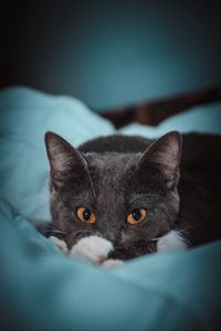 Preview wallpaper cat, eyes, gray, watch