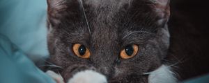 Preview wallpaper cat, eyes, gray, watch