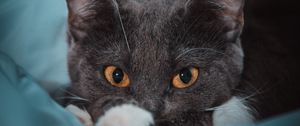 Preview wallpaper cat, eyes, gray, watch