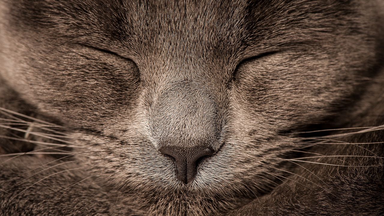 Wallpaper cat, eyes, gray