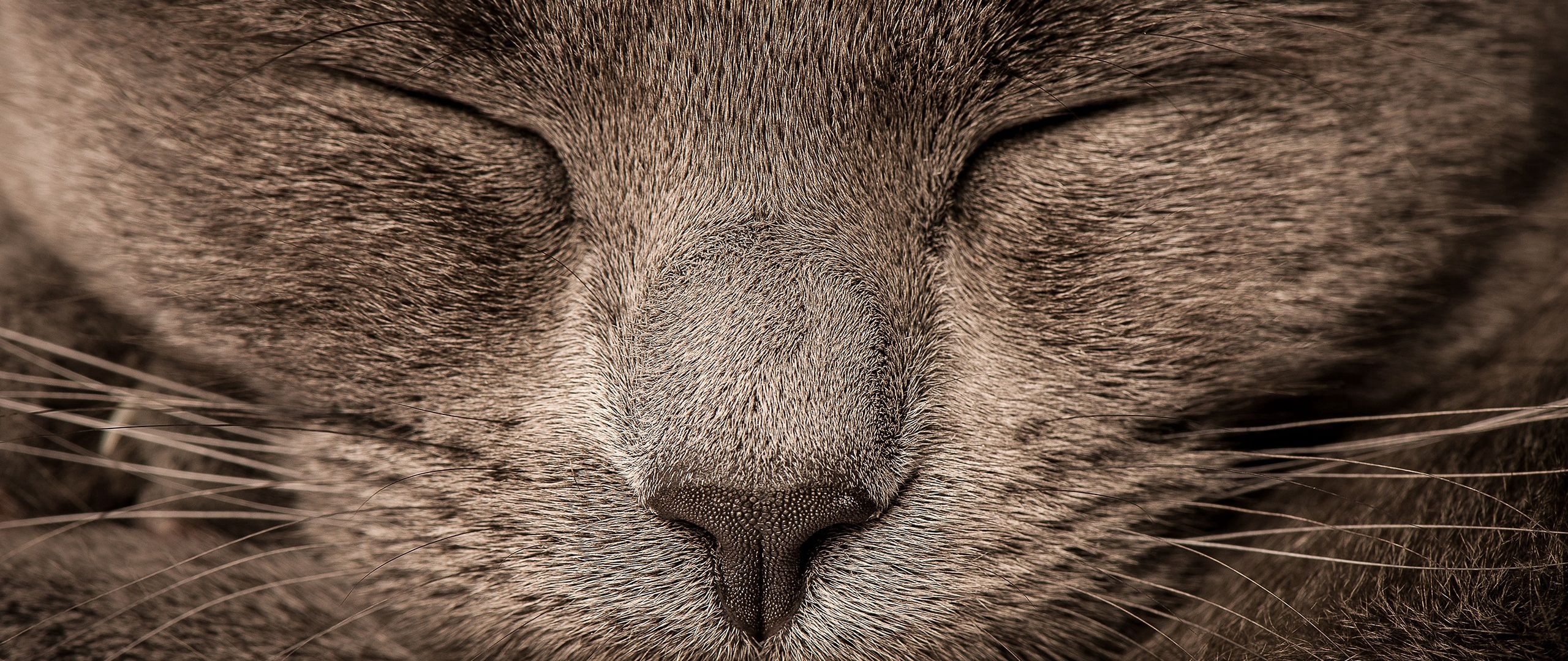 Download wallpaper 2560x1080 cat, eyes, gray dual wide 1080p hd background