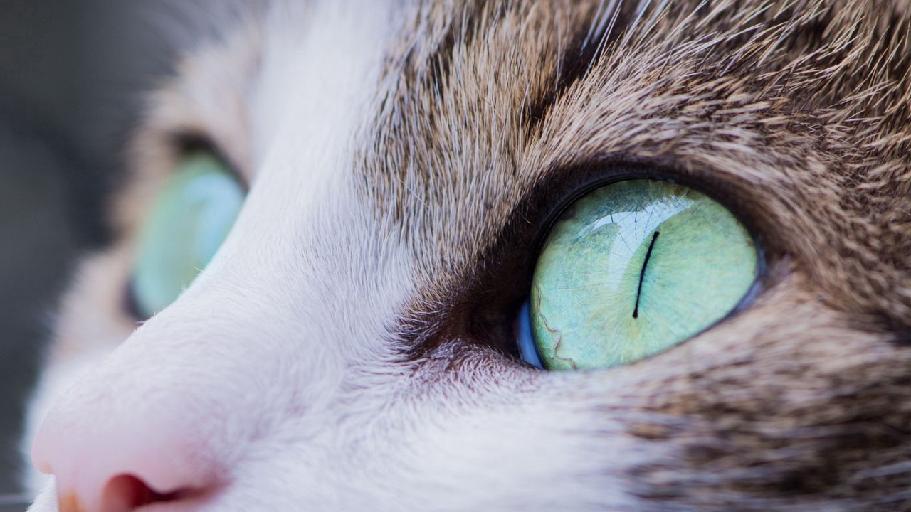 Wallpaper cat, eyes, muzzle