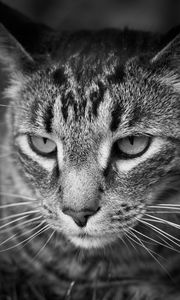 Preview wallpaper cat, eyes, nose, whisker, bw