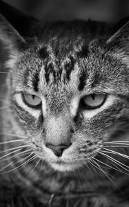 Preview wallpaper cat, eyes, nose, whisker, bw