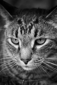 Preview wallpaper cat, eyes, nose, whisker, bw
