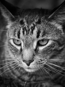 Preview wallpaper cat, eyes, nose, whisker, bw