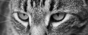 Preview wallpaper cat, eyes, nose, whisker, bw