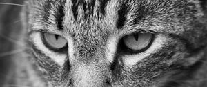 Preview wallpaper cat, eyes, nose, whisker, bw