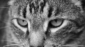 Preview wallpaper cat, eyes, nose, whisker, bw