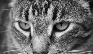 Preview wallpaper cat, eyes, nose, whisker, bw