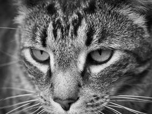 Preview wallpaper cat, eyes, nose, whisker, bw