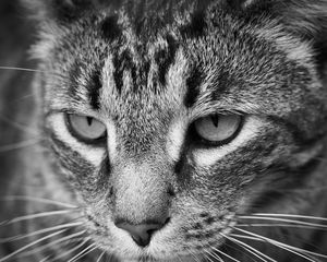 Preview wallpaper cat, eyes, nose, whisker, bw