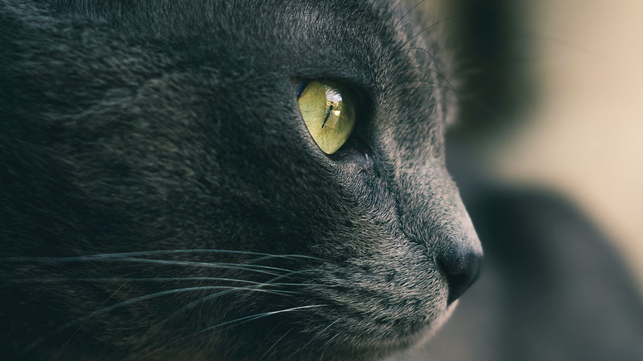 Wallpaper cat, eyes, nose, wool, gray