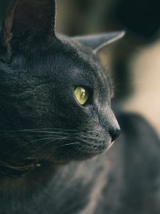 Preview wallpaper cat, eyes, nose, wool, gray