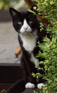 Preview wallpaper cat, eyes, pet, leaves