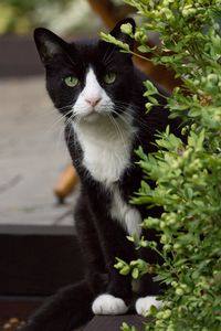 Preview wallpaper cat, eyes, pet, leaves