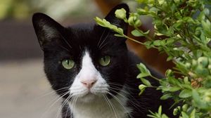 Preview wallpaper cat, eyes, pet, leaves