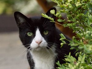Preview wallpaper cat, eyes, pet, leaves