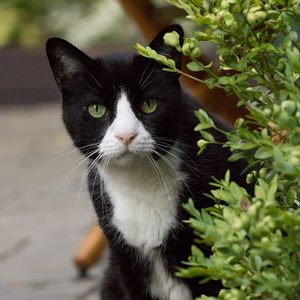 Preview wallpaper cat, eyes, pet, leaves
