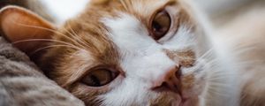 Preview wallpaper cat, eyes, pet, portrait