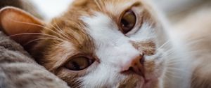 Preview wallpaper cat, eyes, pet, portrait