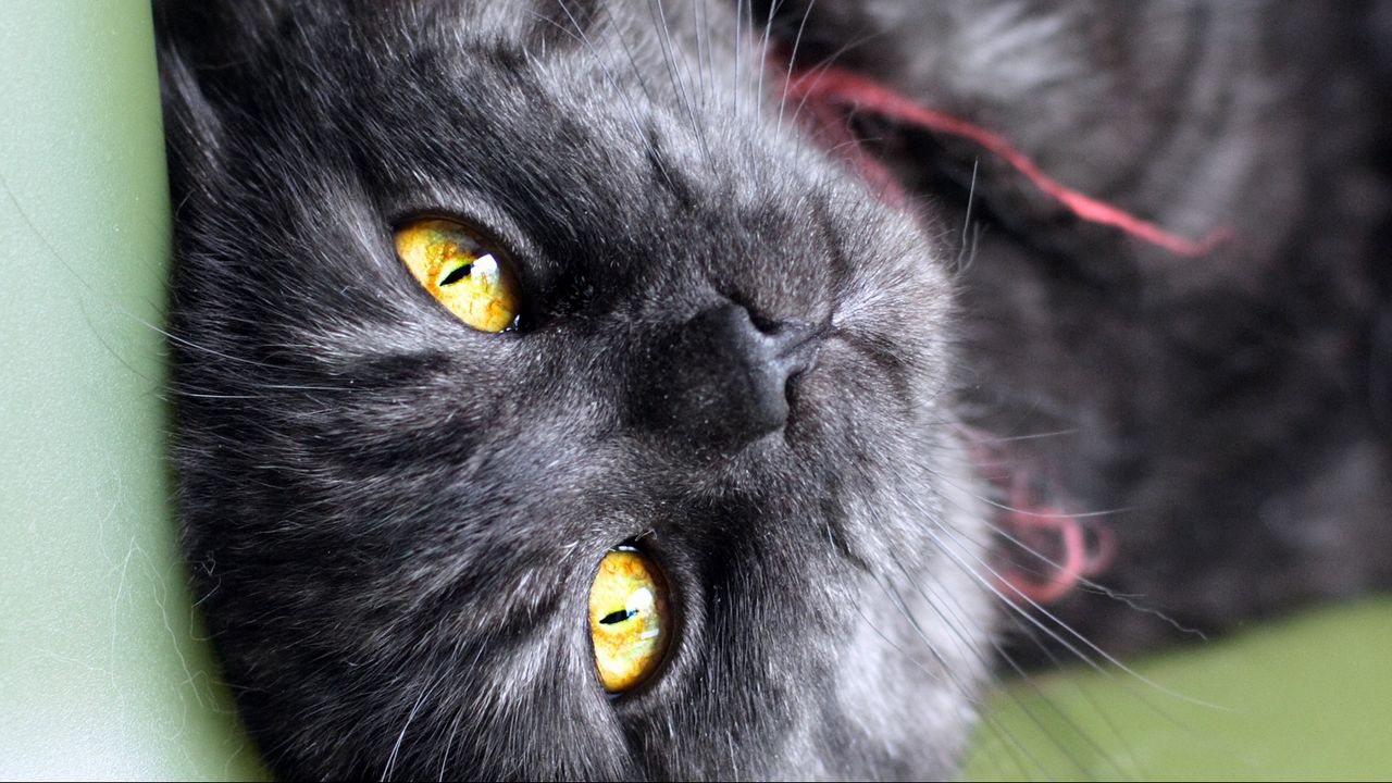 Wallpaper cat, eyes, striped, black