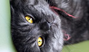Preview wallpaper cat, eyes, striped, black