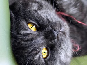 Preview wallpaper cat, eyes, striped, black