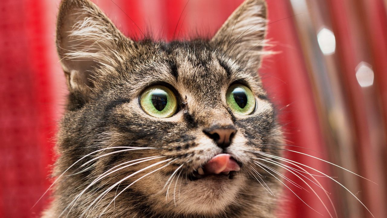 Wallpaper cat, eyes, tongue, lick