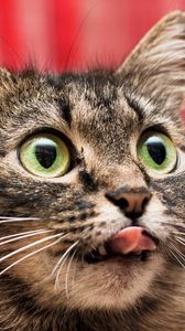 Preview wallpaper cat, eyes, tongue, lick
