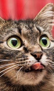 Preview wallpaper cat, eyes, tongue, lick