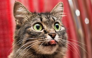 Preview wallpaper cat, eyes, tongue, lick
