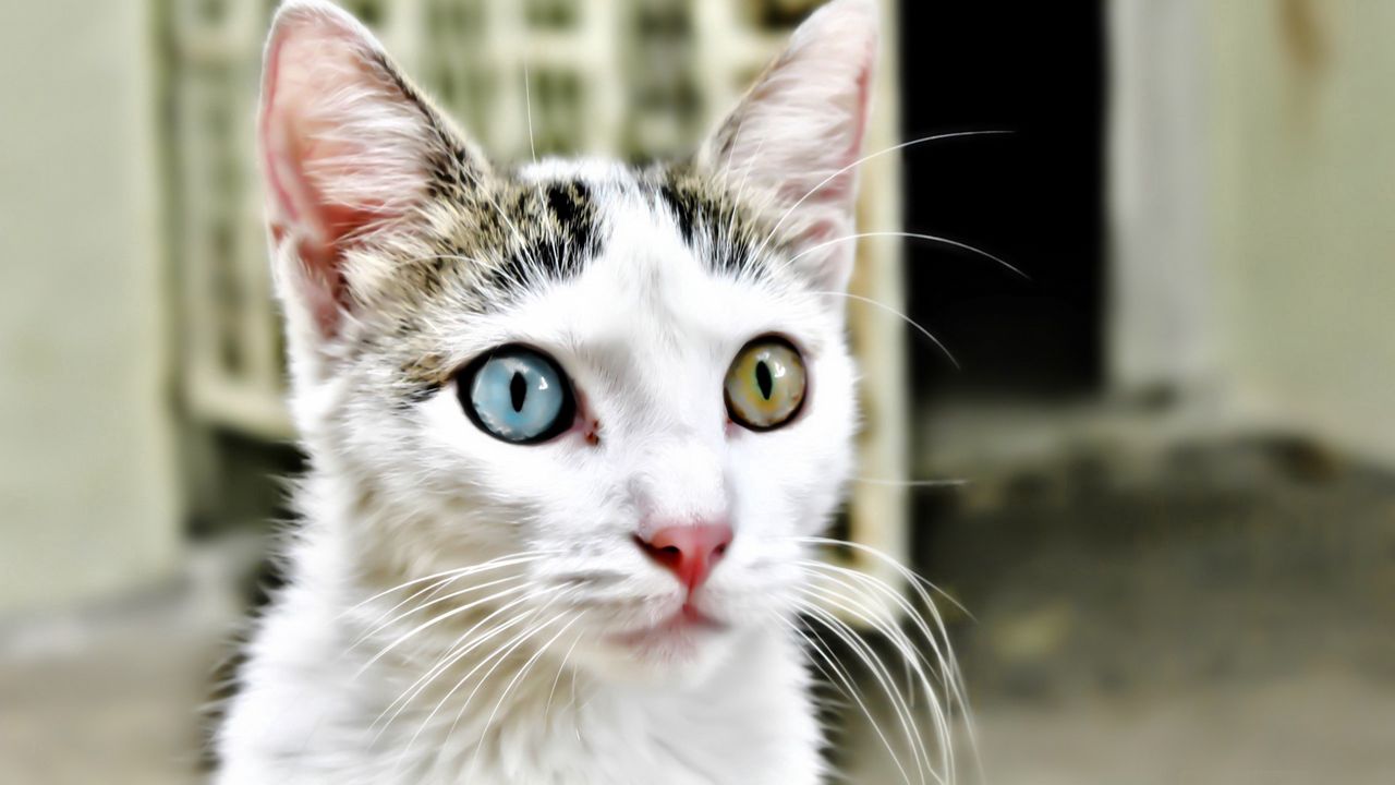 Wallpaper cat, eyes various, heterochromia, muzzle