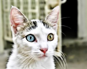 Preview wallpaper cat, eyes various, heterochromia, muzzle