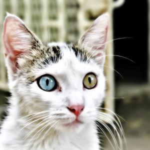 Preview wallpaper cat, eyes various, heterochromia, muzzle