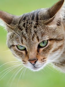 Preview wallpaper cat, face, anger, background