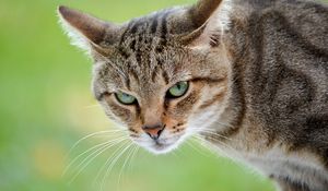 Preview wallpaper cat, face, anger, background