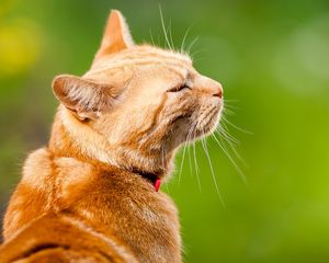 Preview wallpaper cat, face, background, content, color, collar