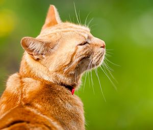 Preview wallpaper cat, face, background, content, color, collar